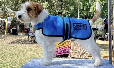 easidri dog coats cool