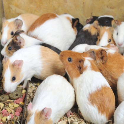 guinea-pigs