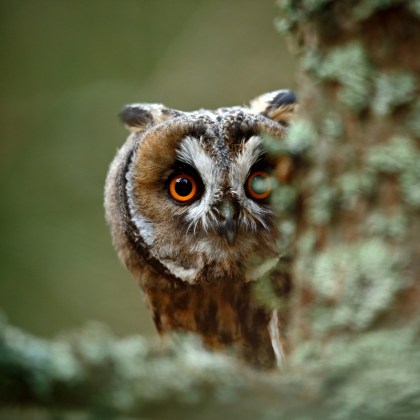 owl