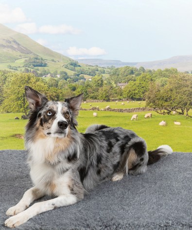 Vetbed British wool blend bedding